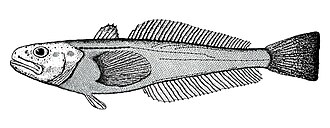 ภาพ ปลา svetovidovi (Gvozdarus svetovidovi)
