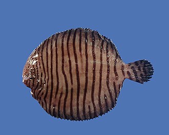 ภาพ ปลา texae (Gymnachirus texae)