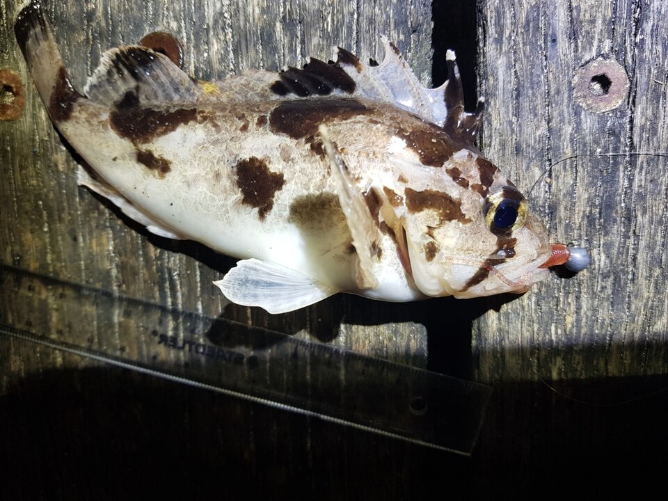ภาพ ปลาแมงป่องใบไม้ marmoratus (Gymnapistes marmoratus)