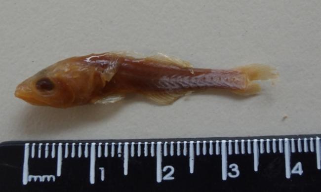 ภาพ ปลาอมไข่ annona (Gymnapogon annona)