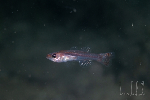 ภาพ ปลาอมไข่ญี่ปุ่น (Gymnapogon japonicus)