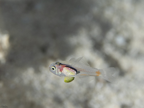 ภาพ ปลาอมไข่ melanogaster (Gymnapogon melanogaster)
