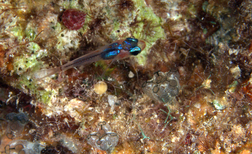 ภาพ ปลาอมไข่จุด (Gymnapogon urospilotus)