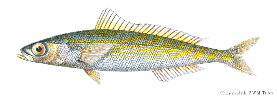 ภาพ ปลาสีกุนทะเล gymnoptera (Gymnocaesio gymnoptera)