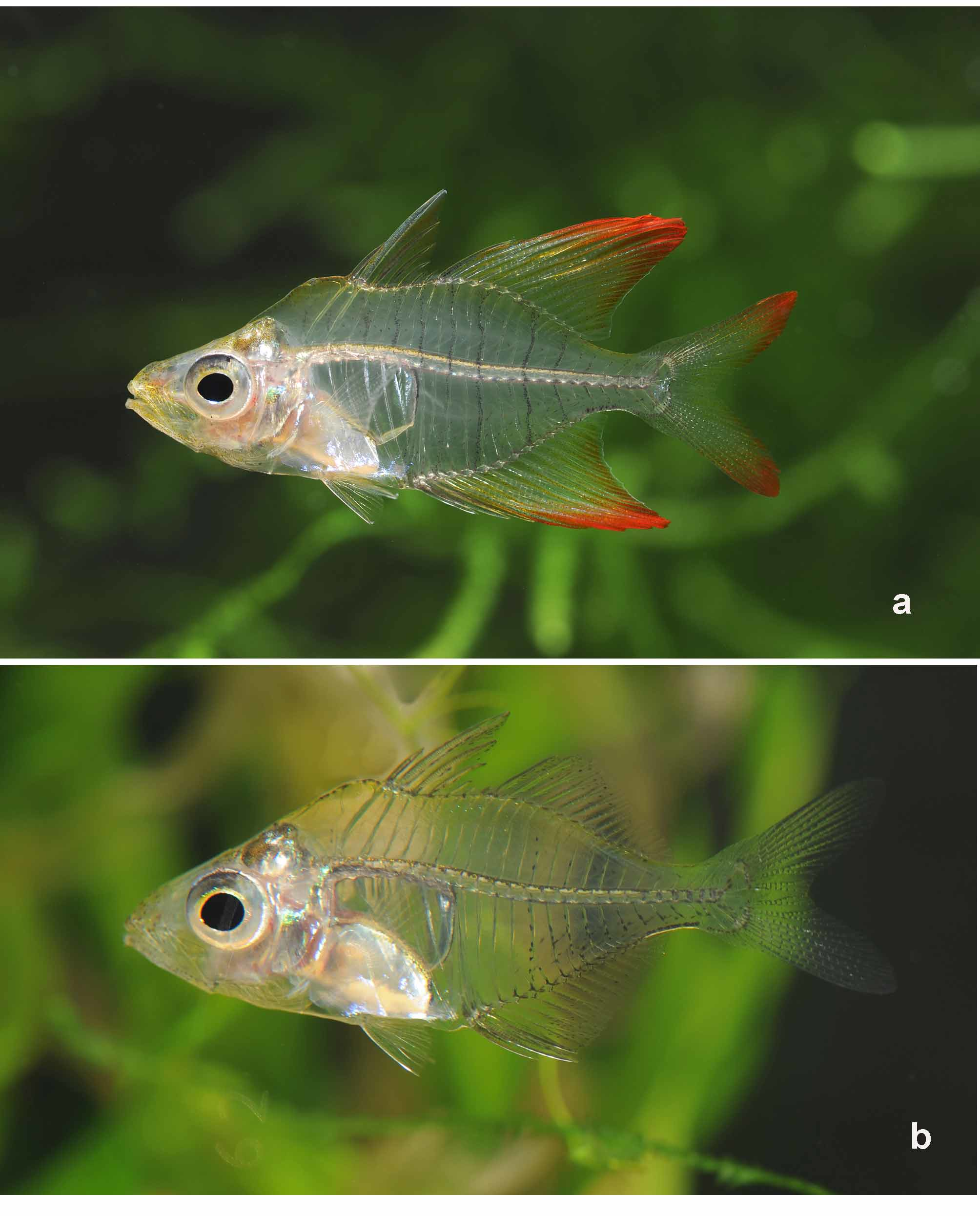 ภาพ ปลา verae (Gymnochanda verae)