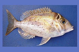 ภาพ ปลา audleyi (Gymnocranius audleyi)
