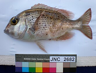 ภาพ ปลา euanus (Gymnocranius euanus)