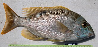 ภาพ ปลา grandoculis (Gymnocranius grandoculis)