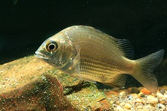 ภาพ ปลา griseus (Gymnocranius griseus)