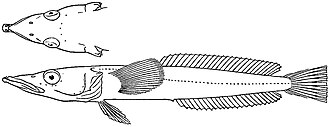 ภาพ ปลา acuticeps (Gymnodraco acuticeps)