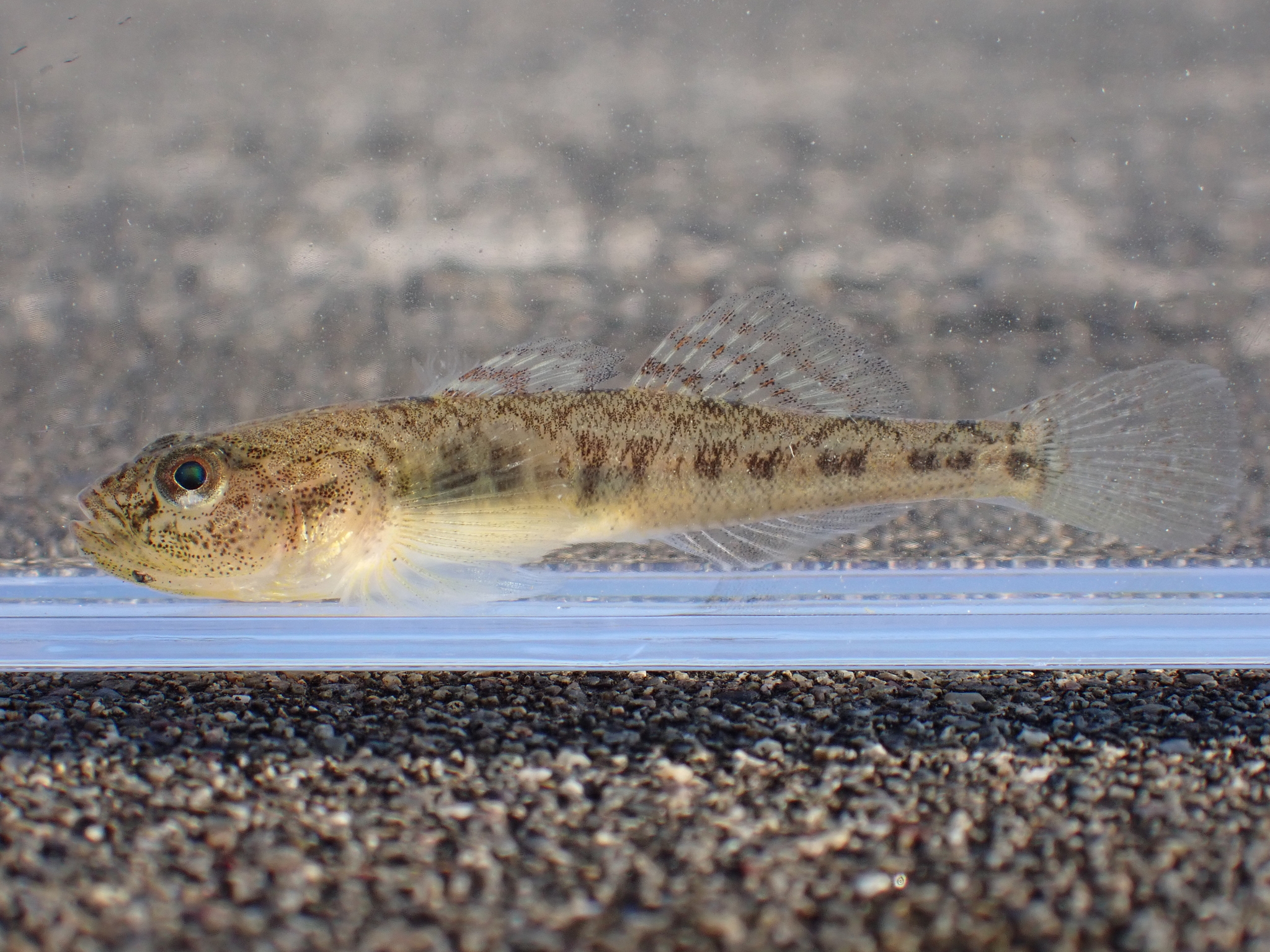 ภาพ ปลาบู่ breunigii (Gymnogobius breunigii)