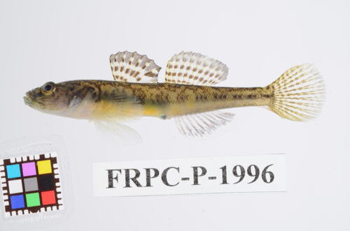 ภาพ ปลาบู่ castaneus (Gymnogobius castaneus)