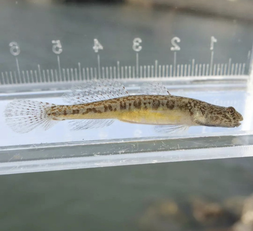 ภาพ ปลาบู่ cylindricus (Gymnogobius cylindricus)