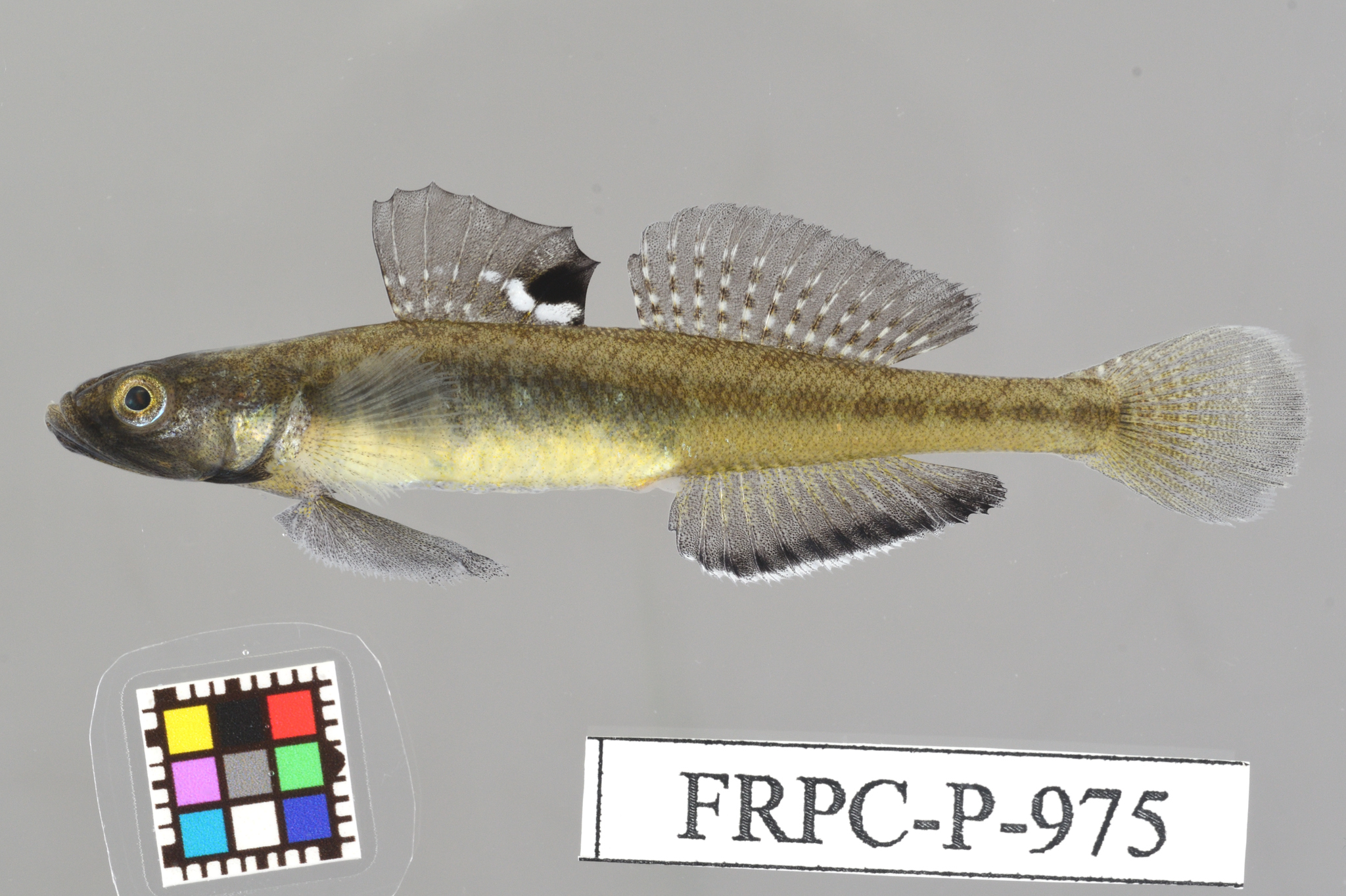 ภาพ ปลาบู่บู่ (Gymnogobius heptacanthus)