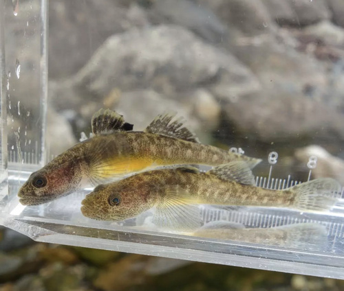 ภาพ ปลาบู่บู่ (Gymnogobius isaza)