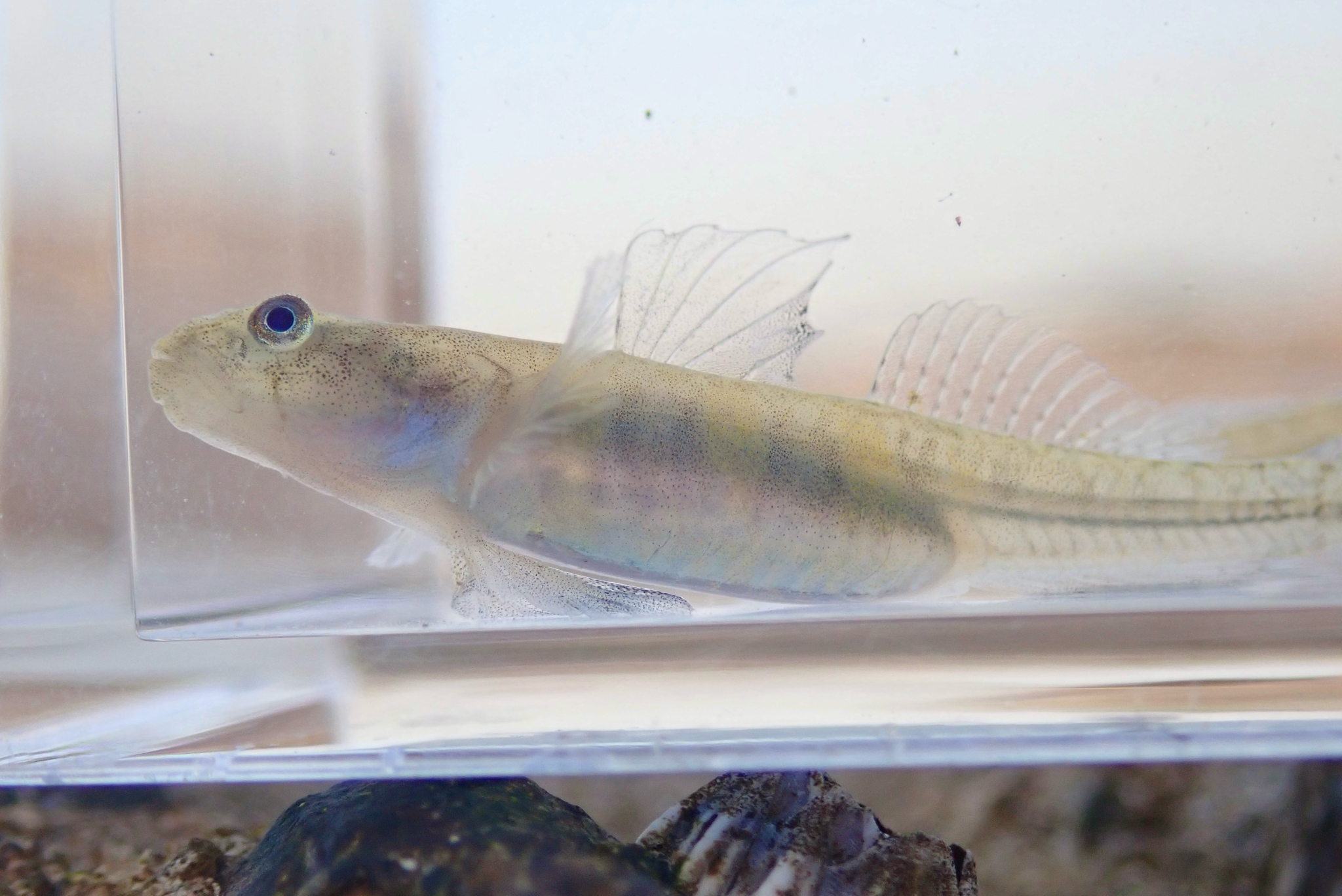 ภาพ ปลาบู่ macrognathos (Gymnogobius macrognathos)