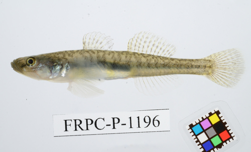 ภาพ ปลาบู่ mororanus (Gymnogobius mororanus)