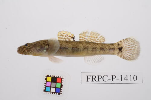 ภาพ ปลาบู่ opperiens (Gymnogobius opperiens)