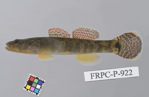 ภาพ ปลาบู่ petschiliensis (Gymnogobius petschiliensis)