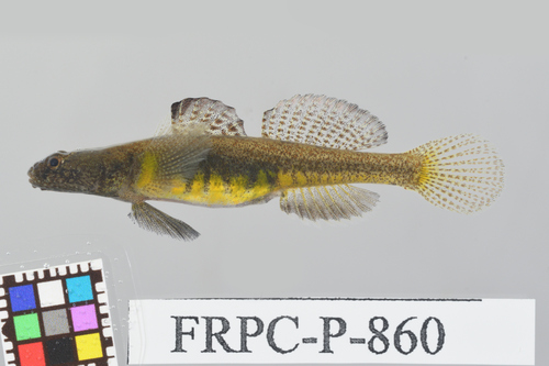 ภาพ ปลาบู่ scrobiculatus (Gymnogobius scrobiculatus)