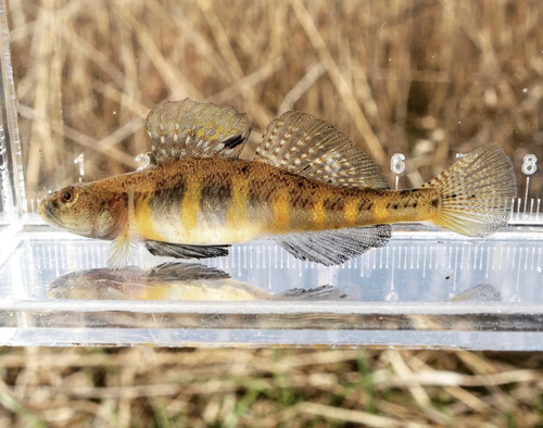 ภาพ ปลาบู่ taranetzi (Gymnogobius taranetzi)