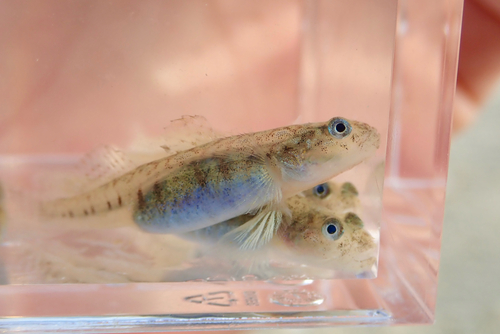 ภาพ ปลาบู่ uchidai (Gymnogobius uchidai)