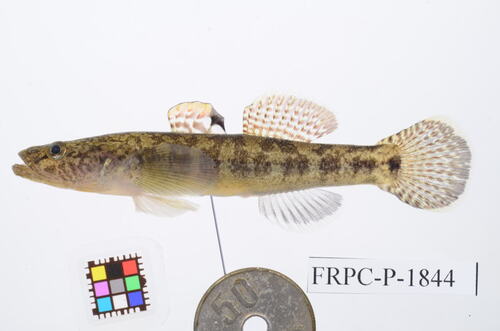 ภาพ ปลาบู่ urotaenia (Gymnogobius urotaenia)
