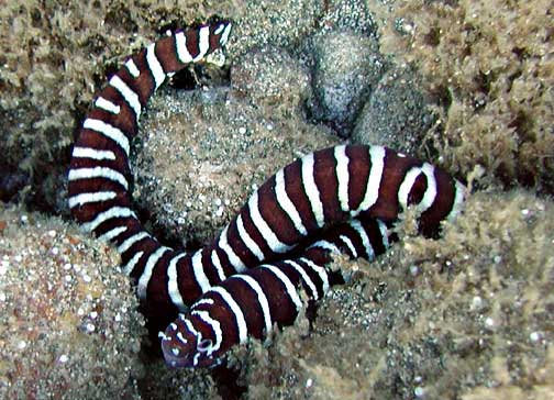 ภาพ ปลาไหลมอเรย์ลายตาข่าย (Gymnomuraena zebra)