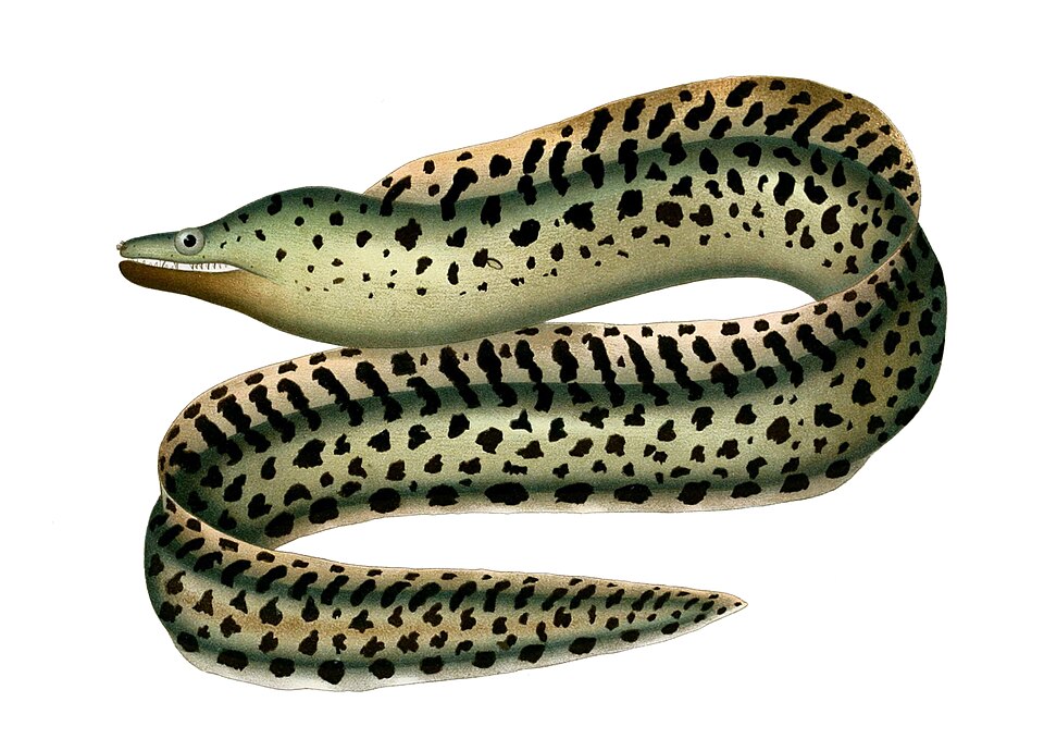 ภาพ ปลาหลดหินสีเข้ม (Gymnothorax afer)