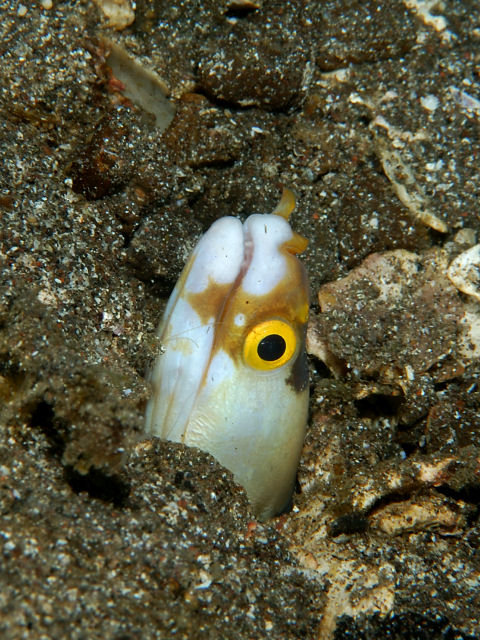 ภาพ ปลาไหลมอเรย์ขาว (Gymnothorax albimarginatus)