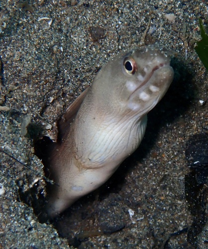 ภาพ ปลาไหลมอเรย์ angusticauda (Gymnothorax angusticauda)