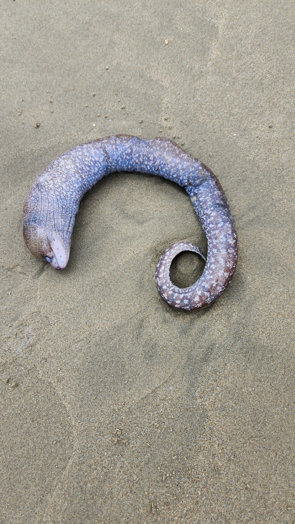 ภาพ ปลาไหลมอเรย์ angusticeps (Gymnothorax angusticeps)