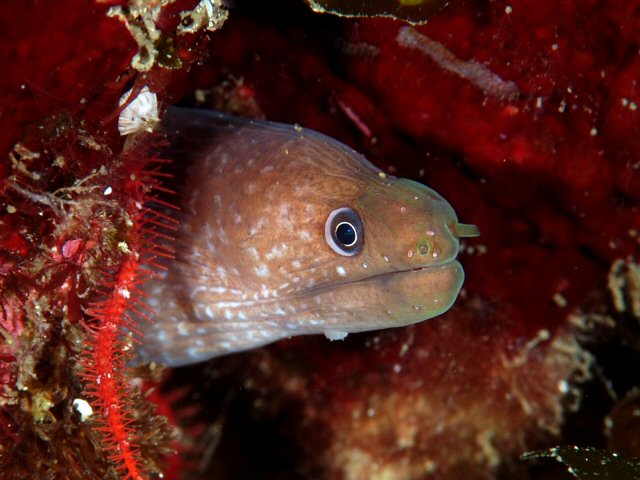 ภาพ ปลาไหลมอเรย์เหลืองคานารี (Gymnothorax bacalladoi)