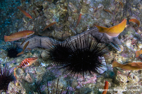 ภาพ ปลาไหลมอเรย์น้ำลึก (Gymnothorax bathyphilus)