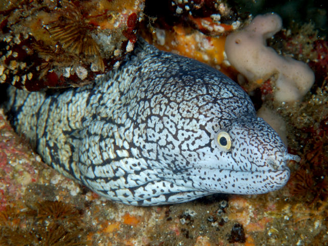 ภาพ ปลาไหลมอเรย์ berndti (Gymnothorax berndti)