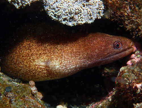 ภาพ ปลาไหลมอเรย์ buroensis (Gymnothorax buroensis)