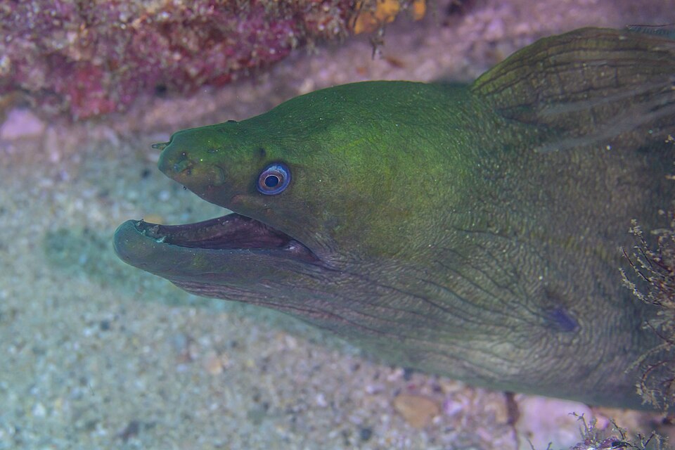 ภาพ ปลาไหลมอเรย์เขียวไหล (Gymnothorax castaneus)