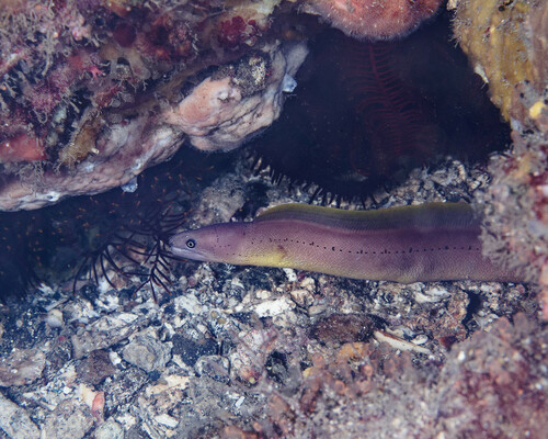 ภาพ ปลาไหลมอเรย์ castlei (Gymnothorax castlei)