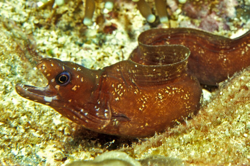 ภาพ ปลาไหลมอเรย์จุด (Gymnothorax chilospilus)