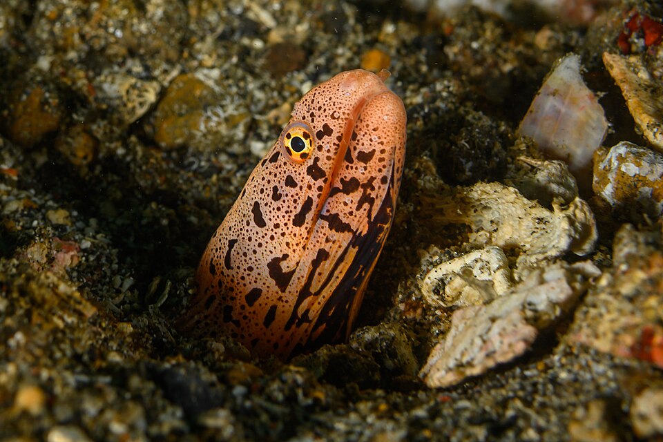ภาพ ปลาไหลมอเรย์ลายบั้ง (Gymnothorax chlamydatus)