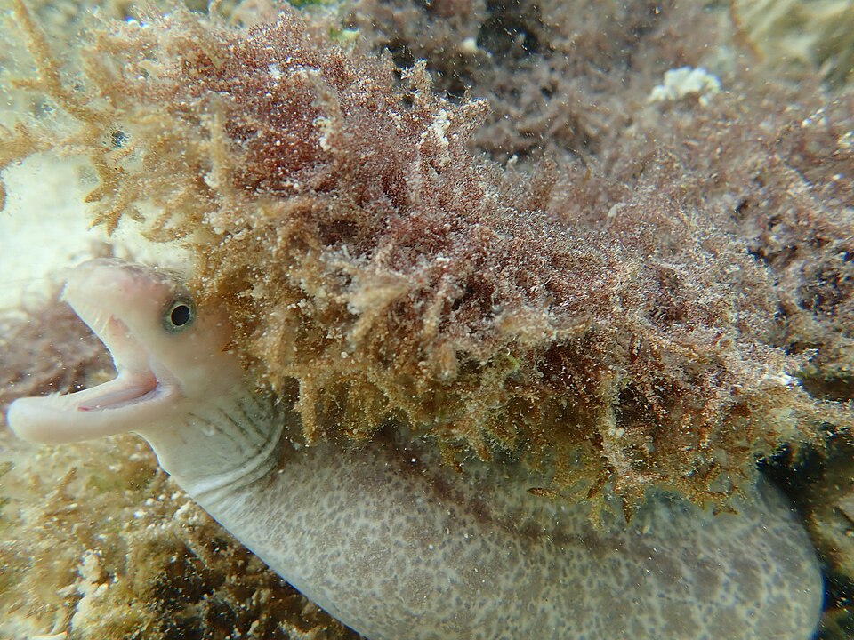 ภาพ ปลาไหลมอเรย์ออสเตรเลีย (Gymnothorax cribroris)