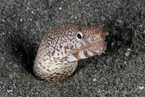 ภาพ ปลาไหลมอเรย์ davidsmithi (Gymnothorax davidsmithi)