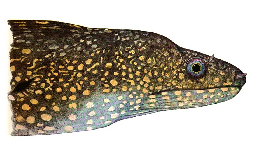 ภาพ ปลาไหลมอเรย์ลายจุด (Gymnothorax dovii)