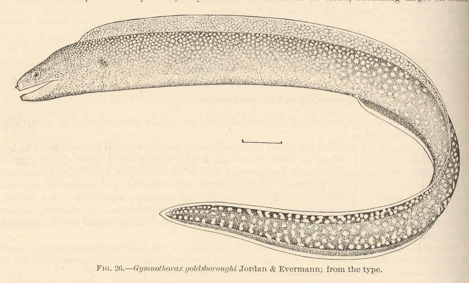 ภาพ ปลาไหลมอเรย์สง่างาม (Gymnothorax elegans)