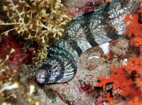 ภาพ ปลาไหลมอเรย์ลายบั้ง (Gymnothorax enigmaticus)