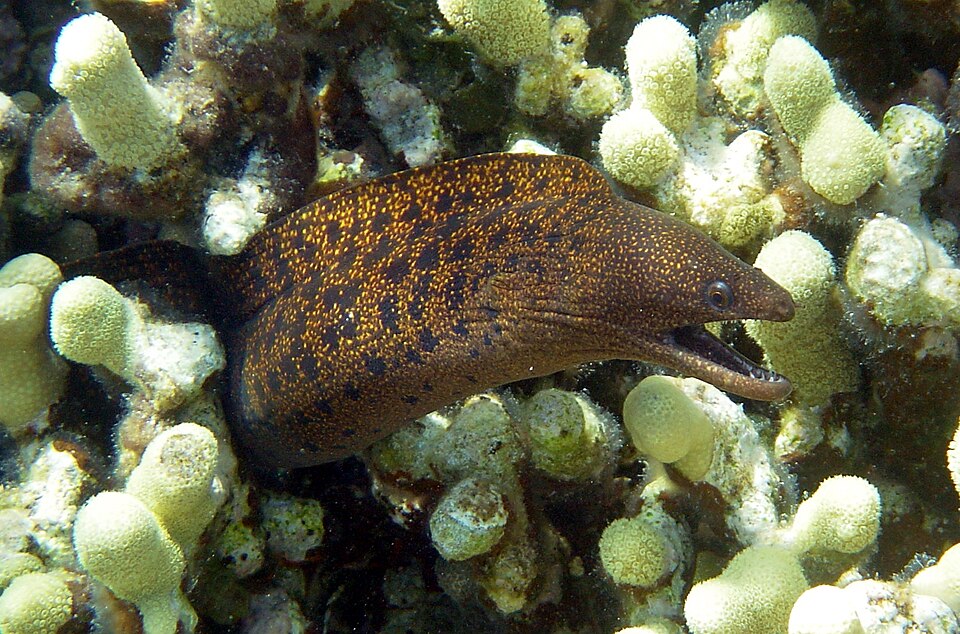 ภาพ ปลาไหลมอเรย์ eurostus (Gymnothorax eurostus)