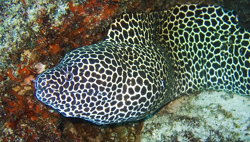 ภาพ ปลาไหลมอเรย์ลายเสือดาว (Gymnothorax favagineus)