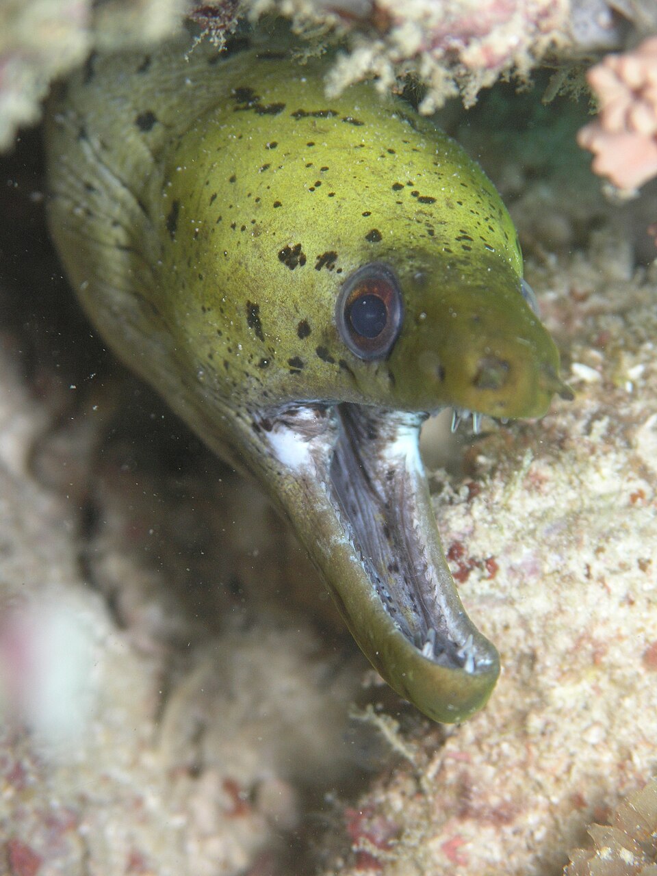 ภาพ ปลาไหลมอเรย์หน้าปาน (Gymnothorax fimbriatus)
