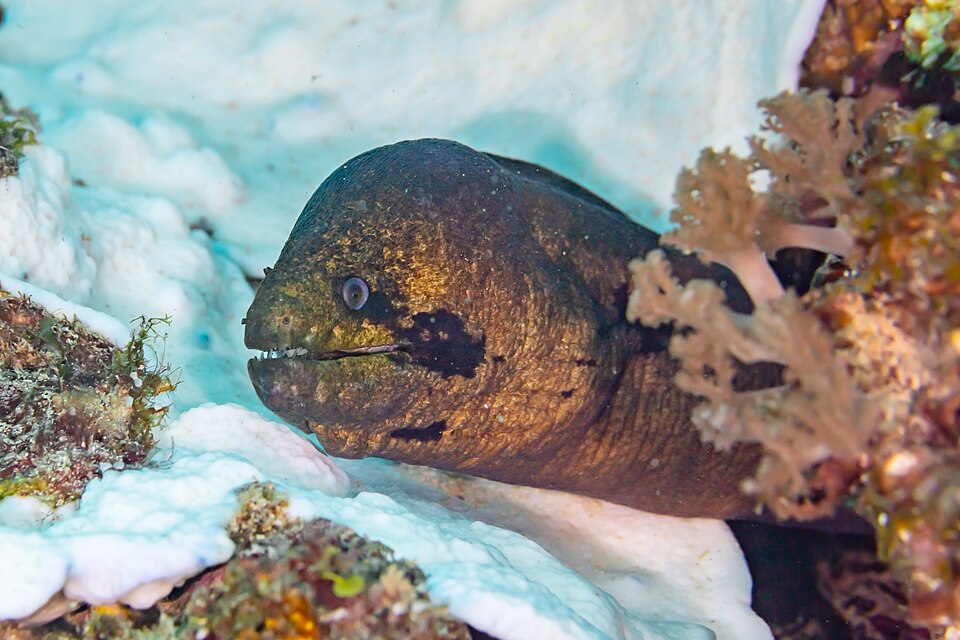 ภาพ ปลาไหลมอเรย์ลายเสือดาว (Gymnothorax flavimarginatus)