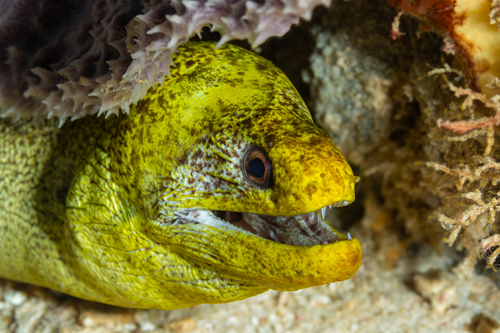 ภาพ ปลาไหลมอเรย์ formosus (Gymnothorax formosus)
